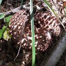 유경캠핑 화양계곡지점 주변 속리산자락은 능이버섯이 한창이랍니다 이미지
