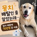 주식회사 위드펫바이오 | 강아지 설사할 때 지사제만 먹이면 안 되는 이유, 1년 헤매고 알았다