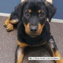 의정부 24시 IU 동물병원 이미지