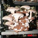 이상봉농장 이미지