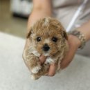 개린이집 이미지