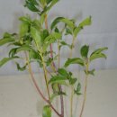 카르미아 이미지