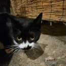 옥수동호떡 | 선포한다 작전명 청춘!!!