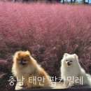 팜카밀레 | 충남 태안 가을 핑크뮬리 허브농원 애견동반 여행지 팜카밀레