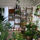 티에라선인장 | 식물러버들 모여라🌱 연남동 플랜트샵 _ 티에라 선인장 방문후기