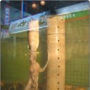 낙지가와 이미지