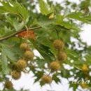 PLATANUS 이미지