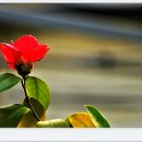 녹색농장 이미지