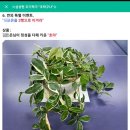 조탁구