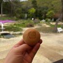 삼양자동차 | [평창] 대관령 "삼양목장(삼양라운드힐)" 방문 후기🐑