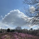 진달래푸드 네이버블로그