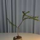 등불 | 감성 플랜테리어 브랜드 파워플랜트 히말라야의 등불 후기