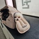 힐더독 | 서울대애견유치원 힐더독 다닌 내돈내산 후기