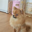 웰빙코사마트