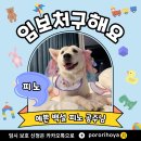 피노/3살/여아 이미지