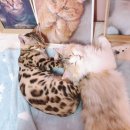 냥이 주택 이미지