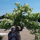 흥부골자연휴양림 이미지