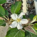 오동나무농장 이미지