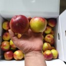 새콤달콩 이미지