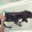 즐거운 강아지 이미지