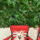 인디퍼피 이미지