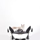 랙돌 캐터리 아이돌스(IDOLLS) 이미지