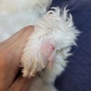 한빛동물약국 | 강아지 지간염과 일회용 강아지 신발