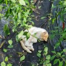 미자농장 이미지