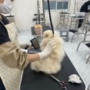 프로펫애견미용학원 이미지