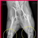 도촌 동물병원 이미지