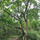 가야산 벌개미취 꽃 구경갔다가 등산화 밑창이 덜렁덜렁 - 성주군 수륜면 작은 산 오르내리고 가야산 벌개미취 꽃밭으로~ 이미지