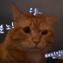 콜롬방