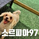 삼육사로21 | 동두천 애견동반 식당 소르피아97 카페 솔직후기