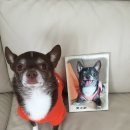 아트도그 이미지