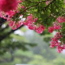 배롱나무거리 이미지