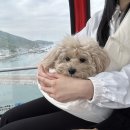 여수포펫 이미지