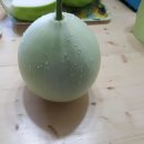박농장 Daum카페