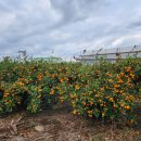 제주 덕수재 이미지