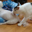 토리두두 이미지