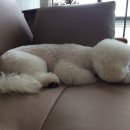 즐겨찾개 이미지