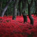 천사의 선물 이미지