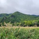 울릉푸른나무호스텔 | 울릉도 나리분지 탐방로 트레킹 울릉해담길 추산항 코스