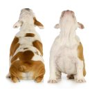 개님살롱 레이크사이드 이미지