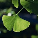 은행나무한의원 이미지