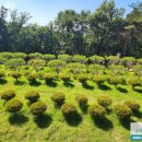 영원목장 이미지