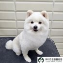 조은동물병원 미용실 이미지