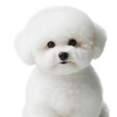 산소방미용실 네이버블로그