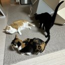 다다그루밍 이미지