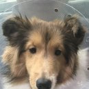 Dr.dog동물의료센터 이미지