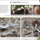 대밭주름버섯/음란주름버섯Agaricus impudicus 이미지